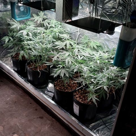 Demeter growlog photo: Logo após a rega diária...