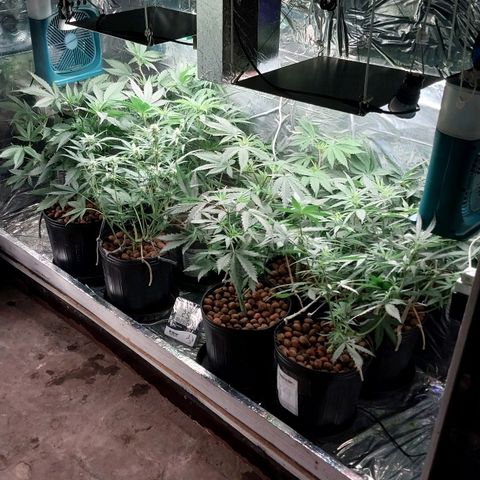 Demeter growlog timeline photo