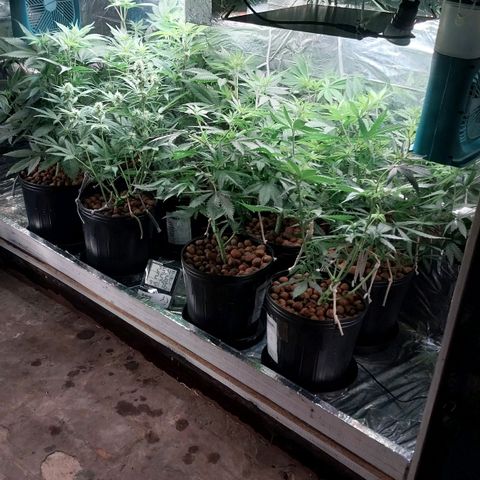Demeter growlog photo: Logo após a rega diária.