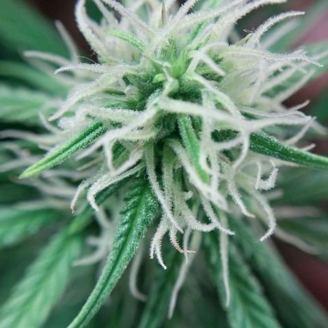 Hera growlog photo: Resina começando ficar aparente nos pontos de inflorescência.