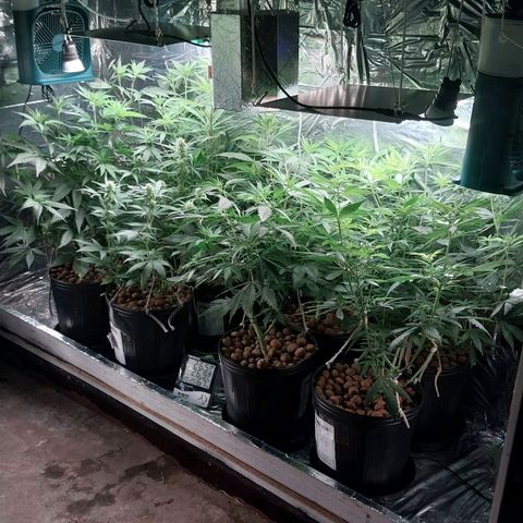 Demeter growlog photo: Registro após os cuidados de hoje.