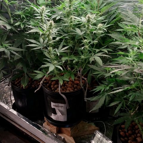 Demeter growlog photo: Como as Fotoperiodicas crescem muito mais, em altura. Tive que calçar o vaso da Hera (Dutch Blue) para que ela alcance a mesma altura das demais. 
Terei de elevá-la até o fim do cultivo, pois a tendência das plantas ao lado é crescer ainda mais...