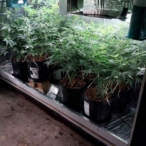 Demeter growlog photo: Crescimento acelerado das minhas plantas. A partir de agora, as plantas Fotoperiodicas, principalmente as de sexo feminino, crescem exponencialmente, em altura e largura.
