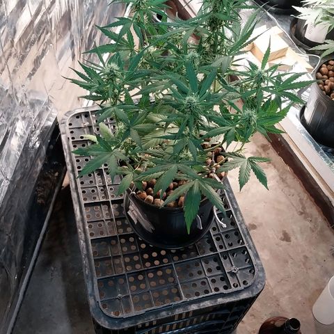 Hera growlog photo: Quanto será que essa Dutch renderá em sua colheita?