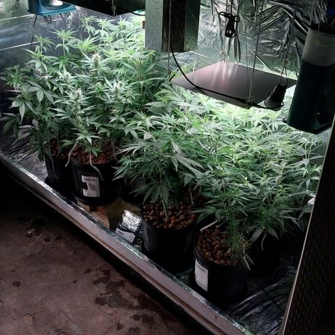 Demeter growlog photo: Após os cuidados diários.