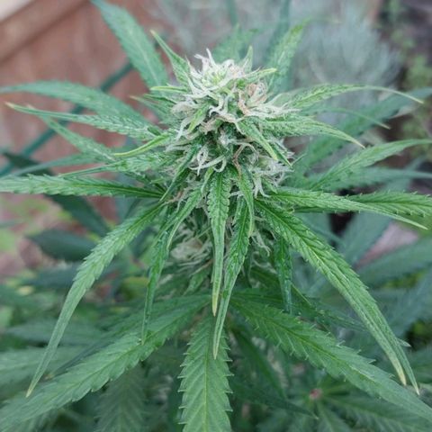 Hera growlog timeline photo