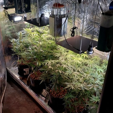 Demeter growlog photo: Primeiro registro do dia, pra provar que estão se recuperando das podas e desfiliação de ontem.