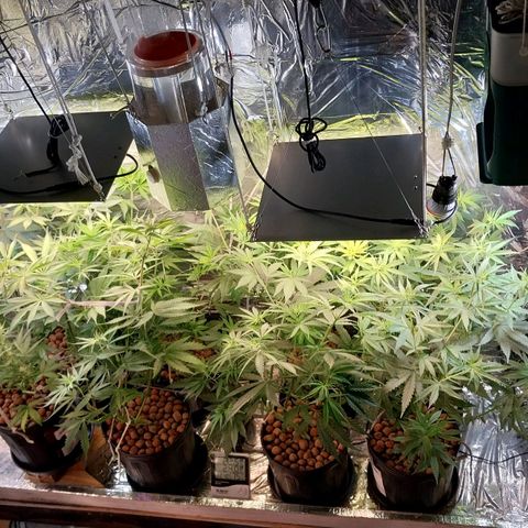 Demeter growlog photo: Ainda sim, depois de quase 100g de galhos e folhas retirados no dia de ontem, elas ainda têm muito tônus em ficar em pé...