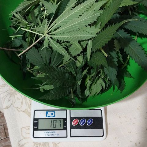 Demeter growlog photo: Ainda sim, depois de quase 100g de galhos e folhas retirados no dia de ontem, elas ainda têm muito tônus em ficar em pé...