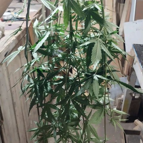 Demeter growlog photo: Infelizmente, encontrei uma planta macho (ou hermafrodita, não saberei pois já a eliminei, tendo em vista a aparição de sacos polínicos). Por sorte, já identifiquei de inicio