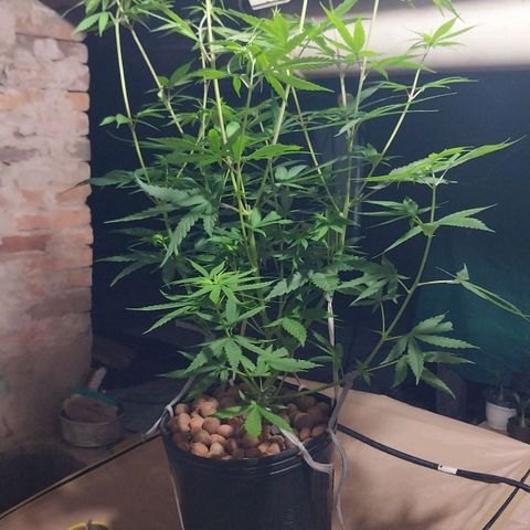 Demeter growlog photo: Infelizmente, encontrei uma planta macho (ou hermafrodita, não saberei pois já a eliminei, tendo em vista a aparição de sacos polínicos). Por sorte, já identifiquei de inicio
