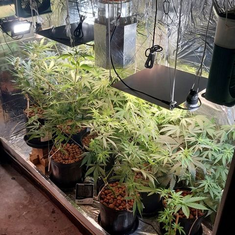 Demeter growlog photo: Ambiente após a retirada do primeiro macho, das sementes de prensado