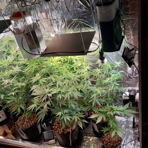 Demeter growlog photo: Após rearranjar as plantas no Grow.