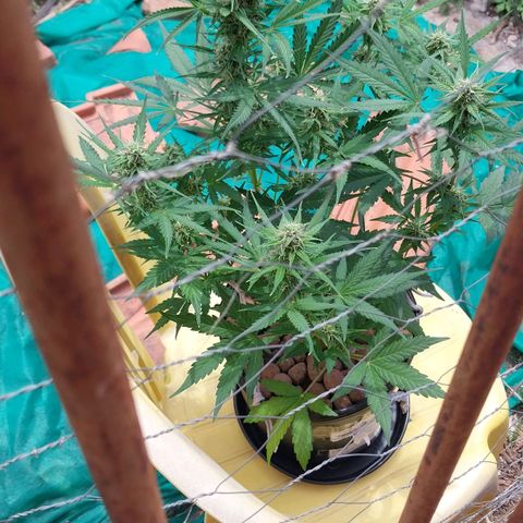 Hera growlog photo: Tomando um sol para complementar seu fotoperíodo.