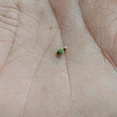 Hera growlog photo: Percebi que os cálices estavam cheios demais. Ao abrir alguns deles, descobri que a planta automática foi fecundada, e o mais provável é que tenha se autofecundado.
Se ela se autofecundou, não é de todo mal, pois terei sementes Feminizadas e automáticas para o próximo plantio...