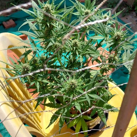 Hera growlog photo: Percebi que os cálices estavam cheios demais. Ao abrir alguns deles, descobri que a planta automática foi fecundada, e o mais provável é que tenha se autofecundado.
Se ela se autofecundou, não é de todo mal, pois terei sementes Feminizadas e automáticas para o próximo plantio...