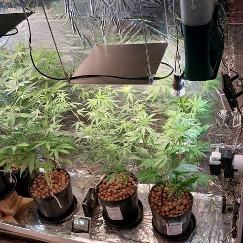 Demeter growlog photo: Espaço de cultivo após a retirada de alguns possíveis machos...espero, do fundo do coração, que todas as plantas restantes sejam fêmeas, para poder compensar o tempo e a energia elétrica perdida com as plantas macho.