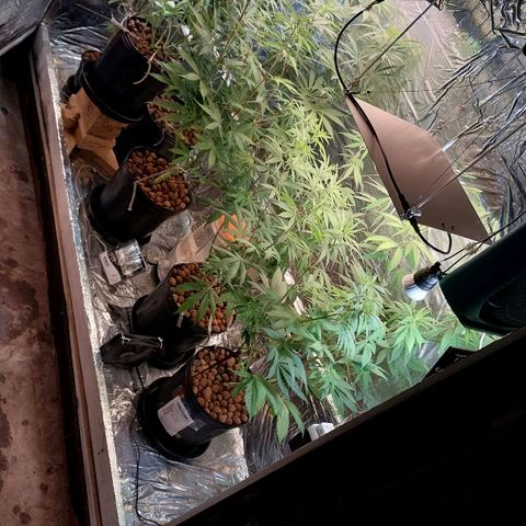 Demeter growlog photo: Creio que cometi overfert, principalmente de Nitrogênio. A minha sorte é que usei o mínimo possível, então dentro que alguns dias elas tendem se recuperar.