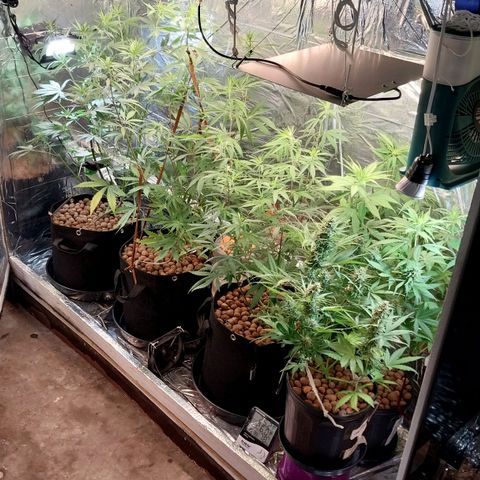 Demeter growlog photo: Espero, dentro de alguns dias, vê-las criando novas folhas e fortalecendo os caules. Para não errar mais na dose, utilizarei apenas fertilizantes de aplicação folhar.