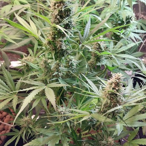 Hera growlog photo: Quase , quase...