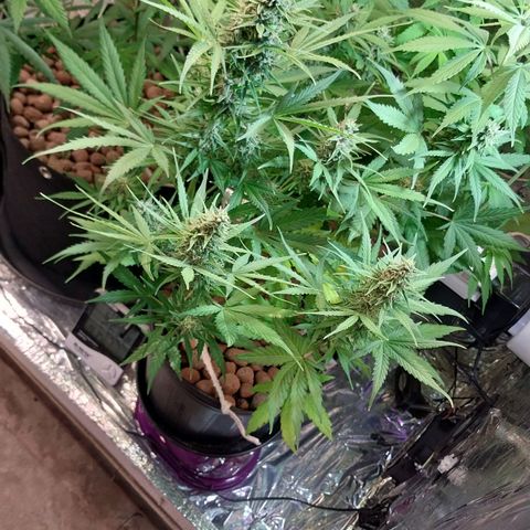 Hera growlog photo: Quase , quase...