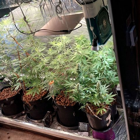 Demeter growlog photo: Após a rega diária...
