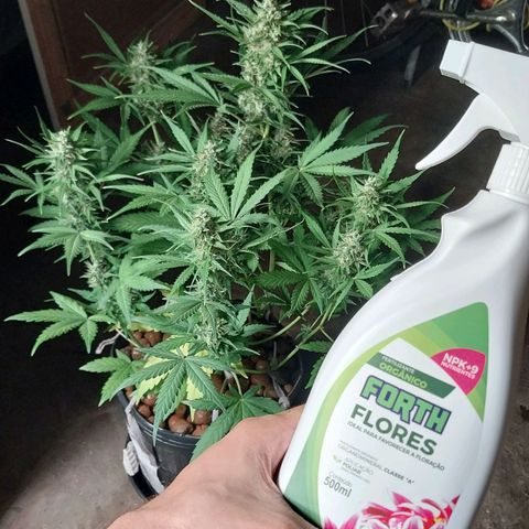 Hera growlog photo: Últimas duas semanas de floração. Os brotos estão cada vez mais carregados. Fertilizei, dessa vez via folhar, pela última vez antes da colheita.