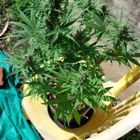 Hera growlog photo: Últimas duas semanas de floração. Os brotos estão cada vez mais carregados. Fertilizei, dessa vez via folhar, pela última vez antes da colheita.