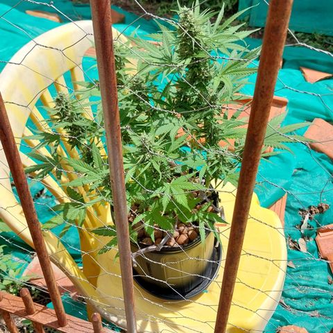 Hera growlog photo: Últimas duas semanas de floração. Os brotos estão cada vez mais carregados. Fertilizei, dessa vez via folhar, pela última vez antes da colheita.