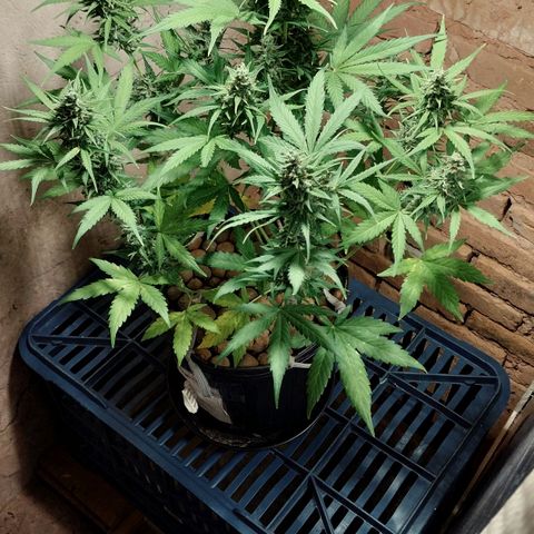 Hera growlog photo: Últimas 2 semanas antes de colheita...