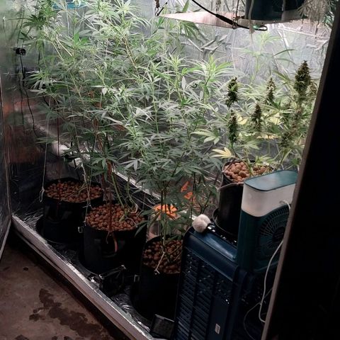 Demeter growlog photo: Cuidadoa diários 