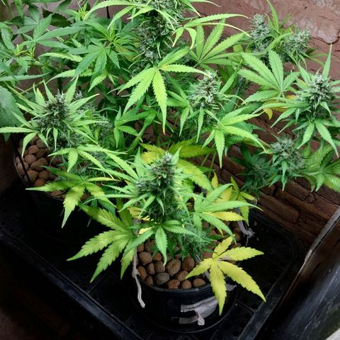 Hera growlog photo: Que linda combinação de cores...