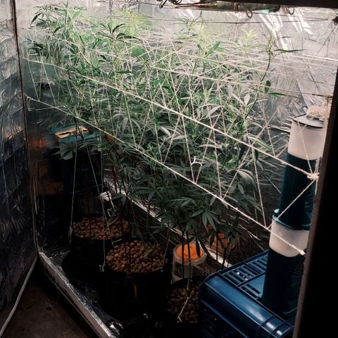 Demeter growlog photo: Construí minha própria rede de SCOG, like a spider man! A partir de agora, não conseguirei direcionar os brotos por amarrações nos vasos, então tive que improvisar uma rede de SCROG (Screen of Green).