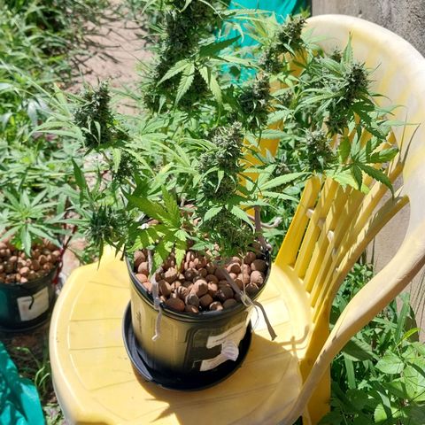 Hera growlog photo: Aproveitei o sol forte de hoje, para deixá-la exposta. Economizo um pouco de energia elétrica e ainda aumento a produção. Essa é a última semana do ciclo dessa planta, então tenho de dar o máximo de energia luminosa que ela possa absorver...