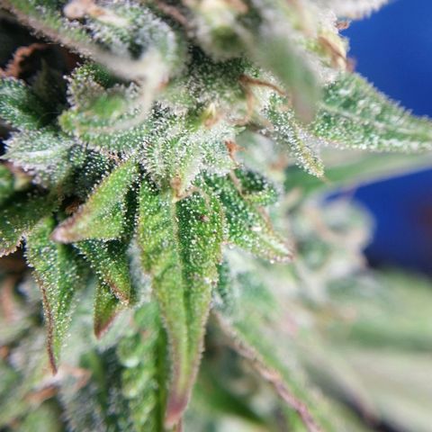 Demeter growlog photo: Mais alguns dias para maturação dos tricomas...