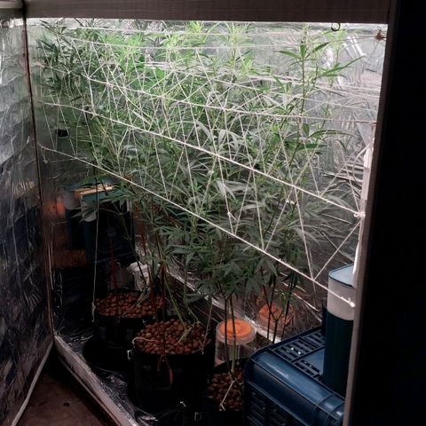 Demeter growlog photo: Mais alguns dias para maturação dos tricomas...