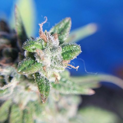Demeter growlog photo: Mais alguns dias para maturação dos tricomas...