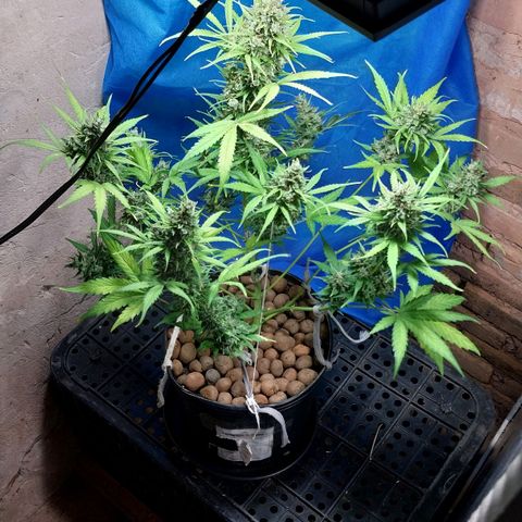 Hera growlog timeline photo