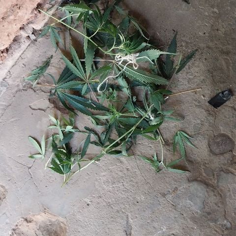 Demeter growlog photo: Poda pela parte da manhã, após as luzes desligarem.