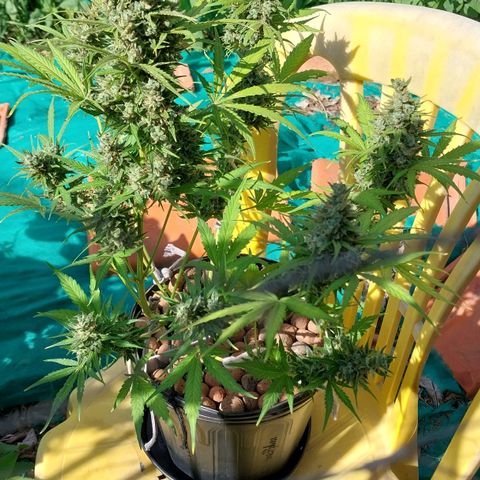 Hera growlog photo: Tomando seus últimos banhos de sol. Ainda nesse domingo, pretendo efetuar a colheita. Creio que já esteja em tempo...