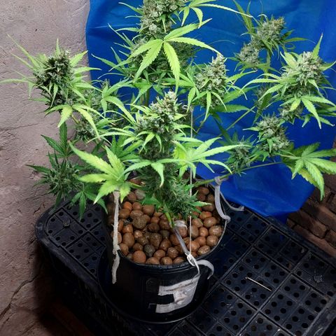 Hera growlog photo: Foto pela parte da manhã. Domingo é o dia da colheita feliz...