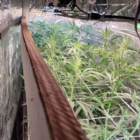 Demeter growlog timeline photo