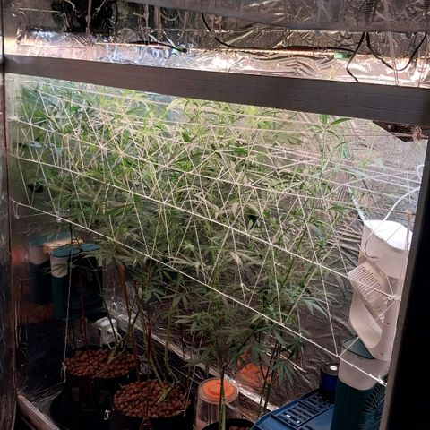 Demeter growlog timeline photo