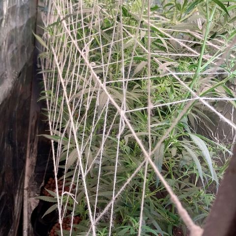 Demeter growlog timeline photo