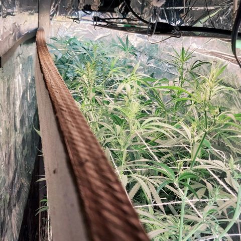 Demeter growlog photo: Minhas amarrações, em formato de rede ScrOG, ficaram ótimas. Comprei um arame especial para amarração de flores, agora posso praticar LST nessas primeiras semanas de floração, para que não cresçam muito (em altura) e possam preencher melhor os espaços vazios.