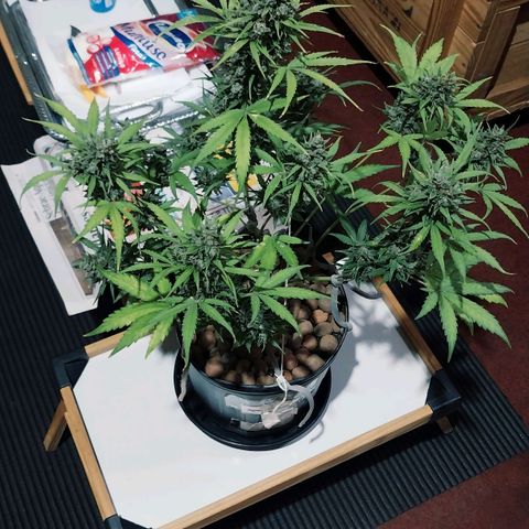 Demeter growlog timeline photo