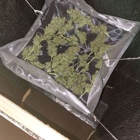 Demeter growlog timeline photo