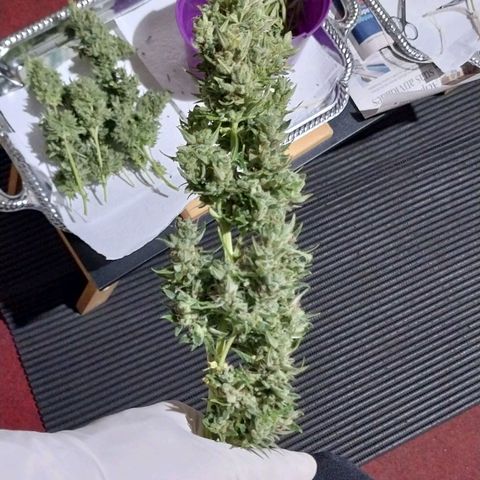 Demeter growlog timeline photo