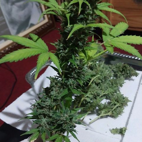 Demeter growlog timeline photo
