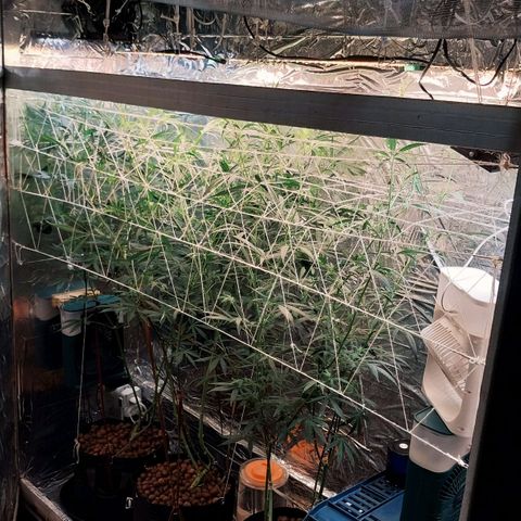 Demeter growlog timeline photo